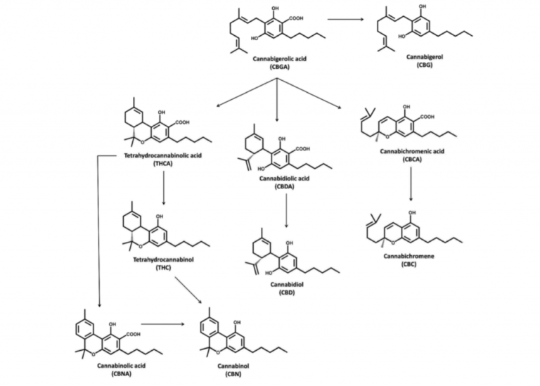 CBN Structure